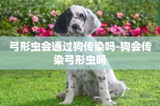 弓形蟲會通過狗傳染嗎-狗會傳染弓形蟲嗎