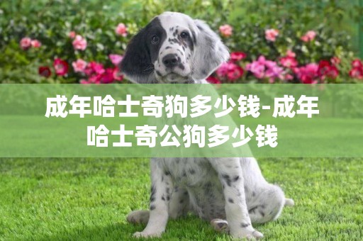 成年哈士奇狗多少錢-成年哈士奇公狗多少錢