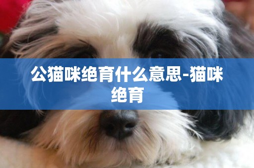 公貓咪絕育什么意思-貓咪絕育