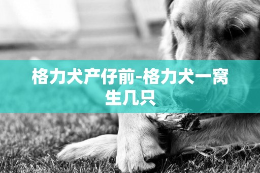 格力犬產仔前-格力犬一窩生幾只