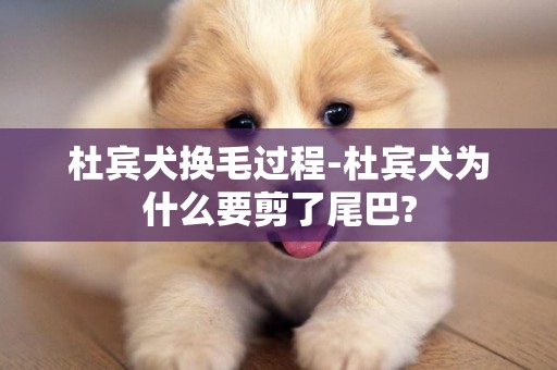 杜賓犬換毛過程-杜賓犬為什么要剪了尾巴?