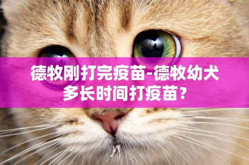 德牧剛打完疫苗-德牧幼犬多長時間打疫苗？