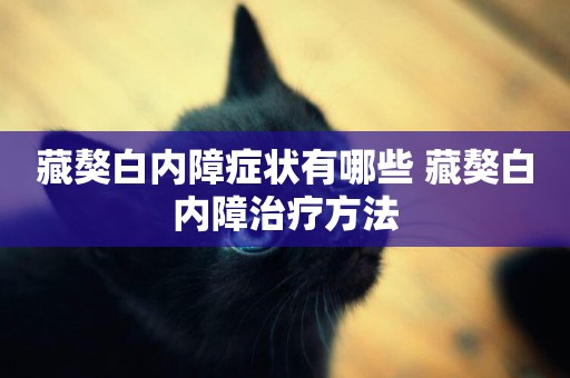 藏獒白內障癥狀有哪些 藏獒白內障治療方法