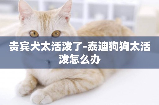 貴賓犬太活潑了-泰迪狗狗太活潑怎么辦