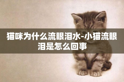 貓咪為什么流眼淚水-小貓流眼淚是怎么回事