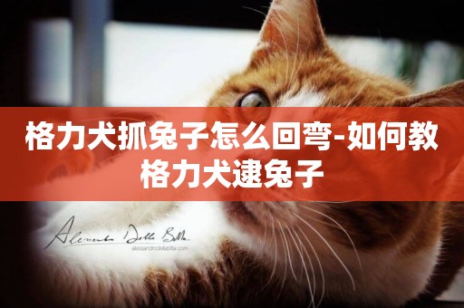 格力犬抓兔子怎么回彎-如何教格力犬逮兔子
