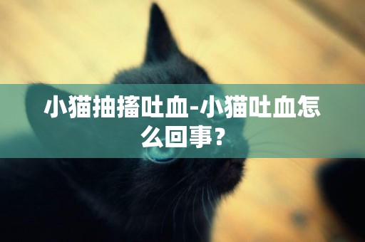 小貓抽搐吐血-小貓吐血怎么回事？