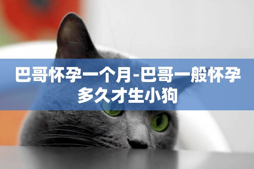 巴哥懷孕一個月-巴哥一般懷孕多久才生小狗