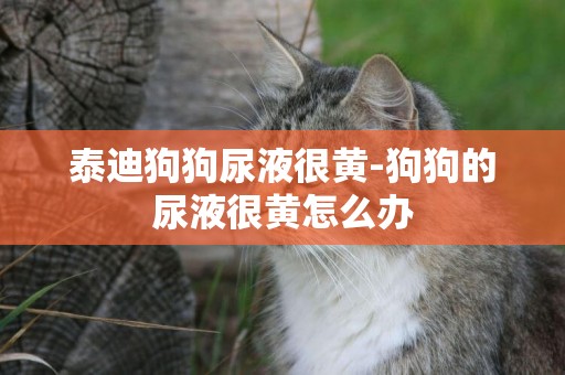 泰迪狗狗尿液很黃-狗狗的尿液很黃怎么辦