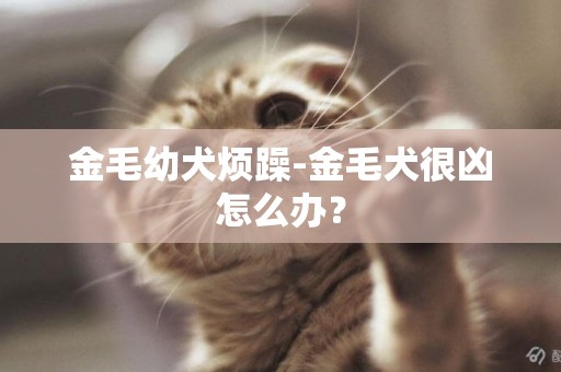 金毛幼犬煩躁-金毛犬很兇怎么辦？