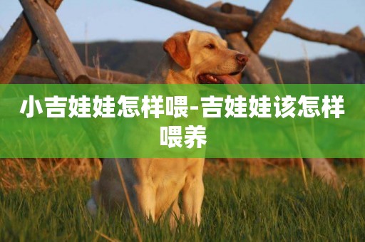 小吉娃娃怎樣喂-吉娃娃該怎樣喂養