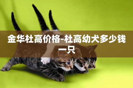 金華杜高價格-杜高幼犬多少錢一只