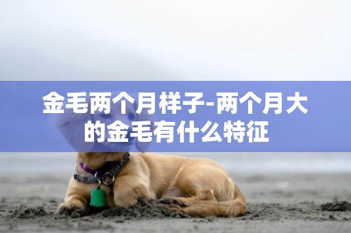 金毛兩個月樣子-兩個月大的金毛有什么特征
