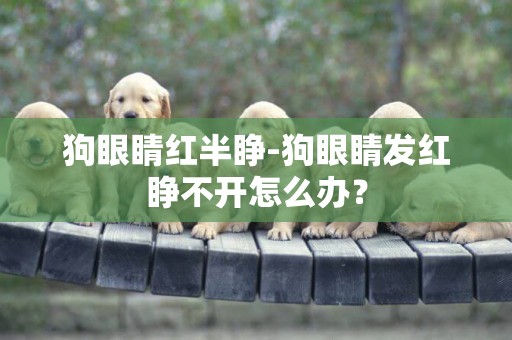 狗眼睛紅半睜-狗眼睛發紅睜不開怎么辦？