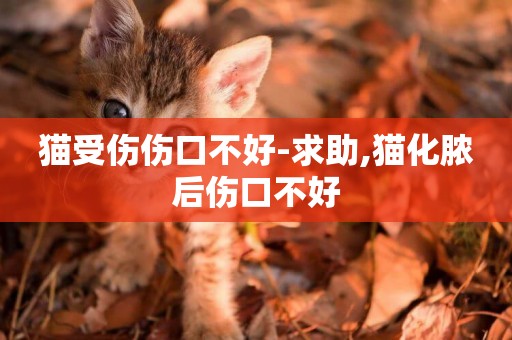 貓受傷傷口不好-求助,貓化膿后傷口不好