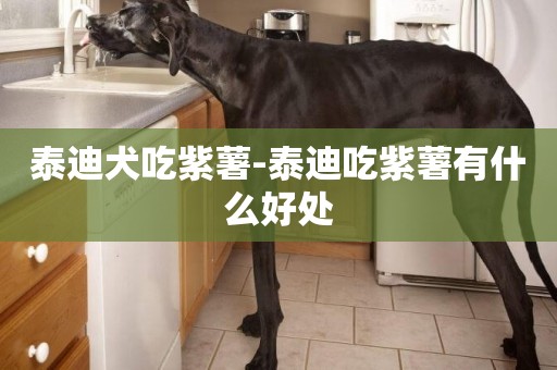 泰迪犬吃紫薯-泰迪吃紫薯有什么好處