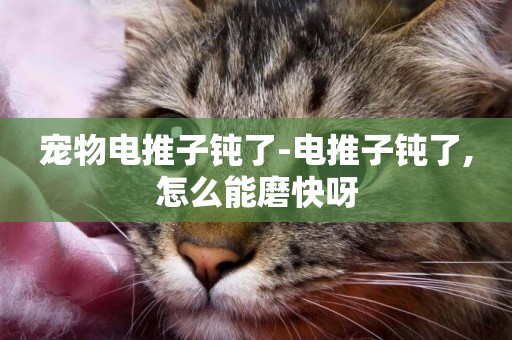 寵物電推子鈍了-電推子鈍了,怎么能磨快呀