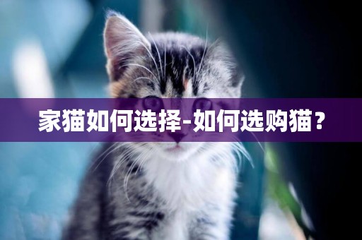 家貓如何選擇-如何選購貓？