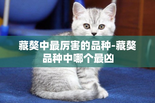 藏獒中最厲害的品種-藏獒品種中哪個最兇