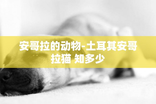安哥拉的動物-土耳其安哥拉貓 知多少