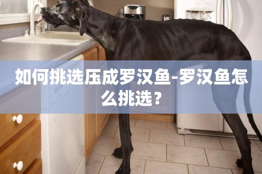 如何挑選壓成羅漢魚-羅漢魚怎么挑選？