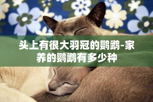 頭上有很大羽冠的鸚鵡-家養的鸚鵡有多少種