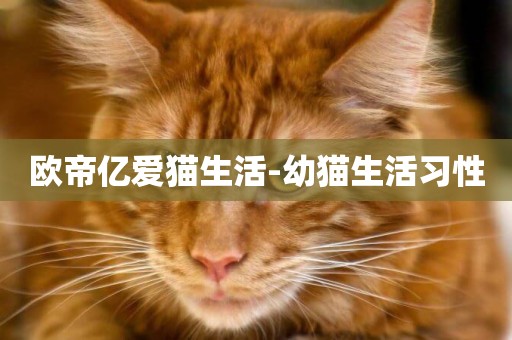 歐帝億愛貓生活-幼貓生活習性