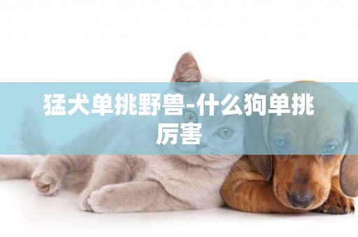 猛犬單挑野獸-什么狗單挑厲害