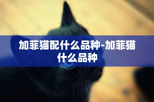 加菲貓配什么品種-加菲貓什么品種
