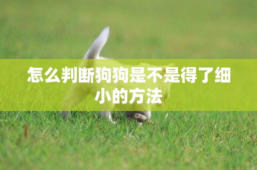 怎么判斷狗狗是不是得了細小的方法