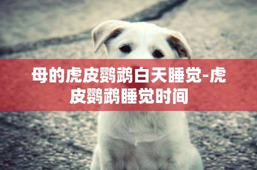 母的虎皮鸚鵡白天睡覺-虎皮鸚鵡睡覺時間