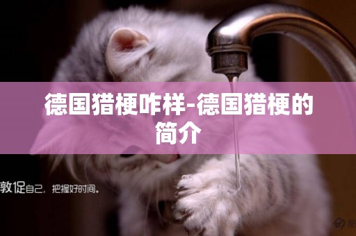 德國獵梗咋樣-德國獵梗的簡介