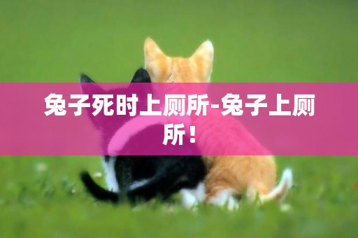 兔子死時上廁所-兔子上廁所！