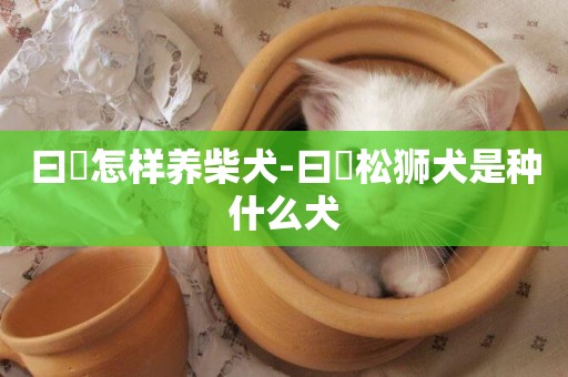 曰夲怎樣養柴犬-曰夲松獅犬是種什么犬