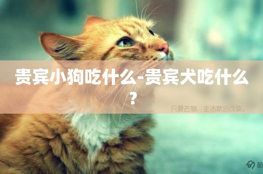 貴賓小狗吃什么-貴賓犬吃什么？