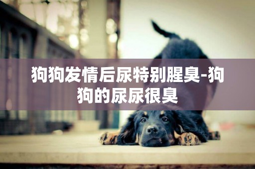 狗狗發情后尿特別腥臭-狗狗的尿尿很臭