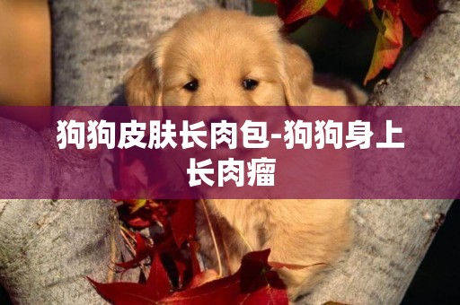 狗狗皮膚長肉包-狗狗身上長肉瘤