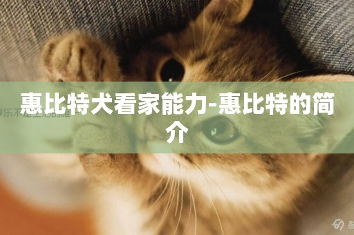 惠比特犬看家能力-惠比特的簡介