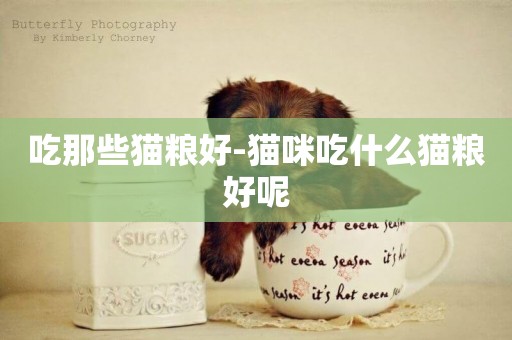 吃那些貓糧好-貓咪吃什么貓糧好呢