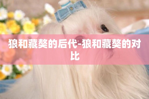 狼和藏獒的后代-狼和藏獒的對比