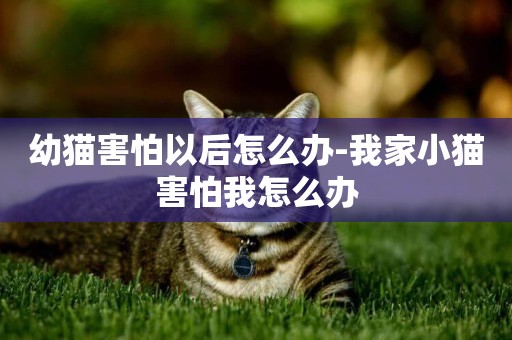 幼貓害怕以后怎么辦-我家小貓害怕我怎么辦