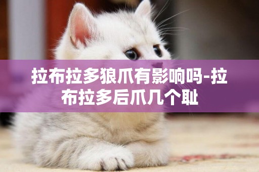 拉布拉多狼爪有影響嗎-拉布拉多后爪幾個恥