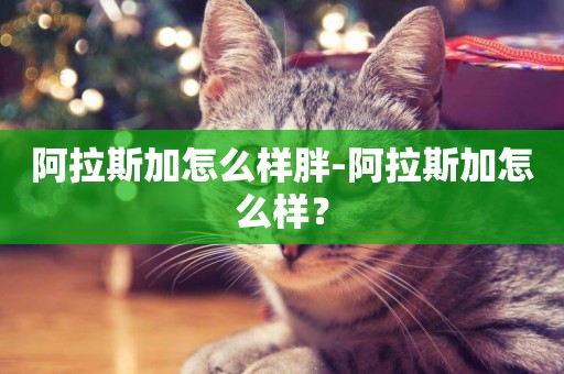 阿拉斯加怎么樣胖-阿拉斯加怎么樣？