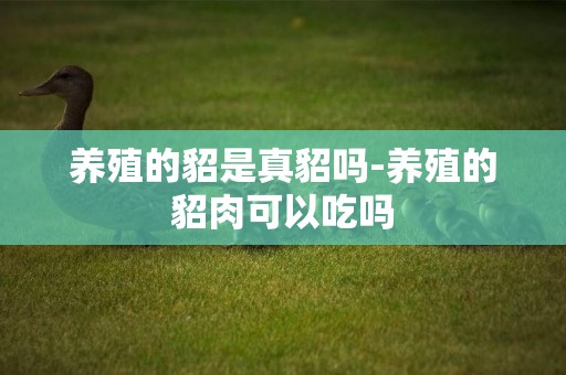 養殖的貂是真貂嗎-養殖的貂肉可以吃嗎