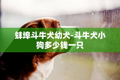 蚌埠斗牛犬幼犬-斗牛犬小狗多少錢一只