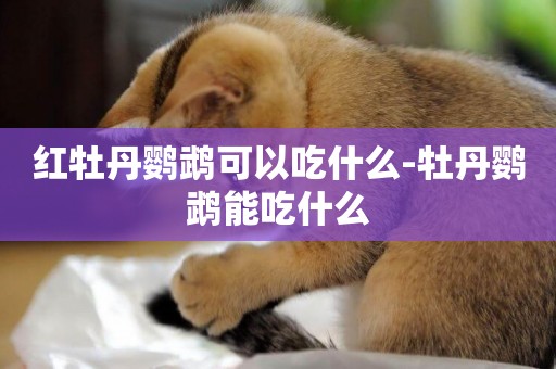 紅牡丹鸚鵡可以吃什么-牡丹鸚鵡能吃什么