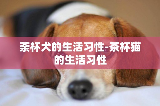 荼杯犬的生活習性-茶杯貓的生活習性