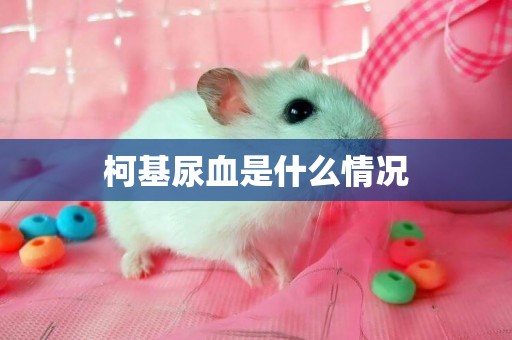 柯基尿血是什么情況