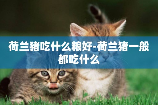 荷蘭豬吃什么糧好-荷蘭豬一般都吃什么