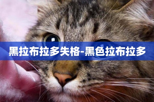 黑拉布拉多失格-黑色拉布拉多